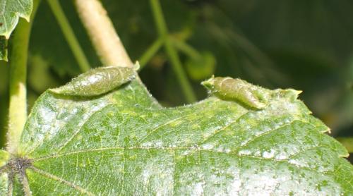 Dasineura tiliae